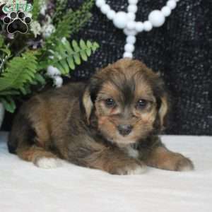 Ottis, Yorkie Poo Puppy