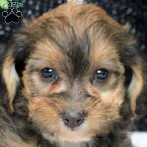 Ottis, Yorkie Poo Puppy