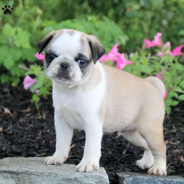 Otto, Pug Puppy