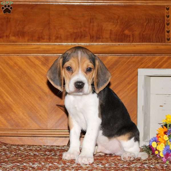 Outlaw, Beagle Puppy