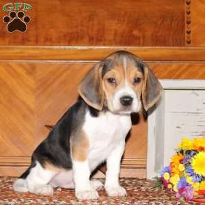 Outlaw, Beagle Puppy