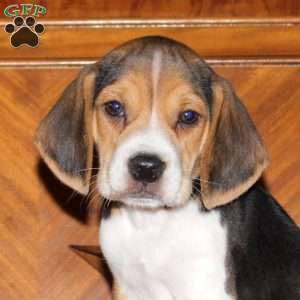 Outlaw, Beagle Puppy