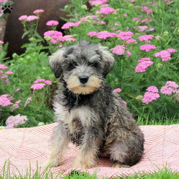 Ozzie, Miniature Schnauzer Puppy