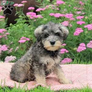 Ozzie, Miniature Schnauzer Puppy