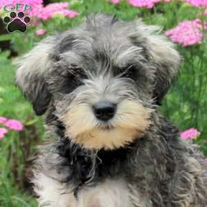 Ozzie, Miniature Schnauzer Puppy