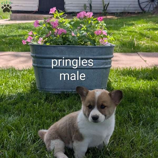 Pringles, Welsh Corgi Mix Puppy