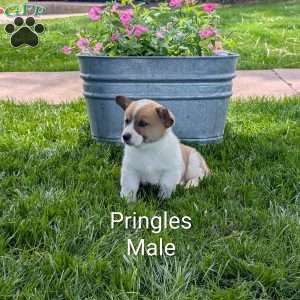 Pringles, Welsh Corgi Mix Puppy