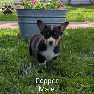 Pepper, Welsh Corgi Mix Puppy
