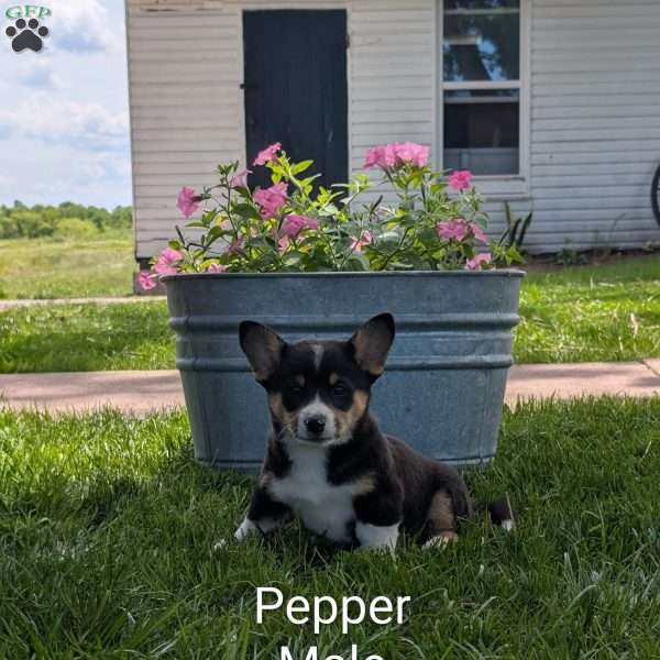Pepper, Welsh Corgi Mix Puppy