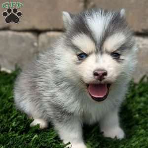 Bluey, Pomsky Puppy