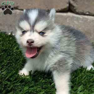 Bluey, Pomsky Puppy