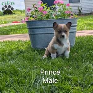 Prince, Welsh Corgi Mix Puppy