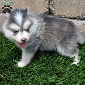 Bluey, Pomsky Puppy