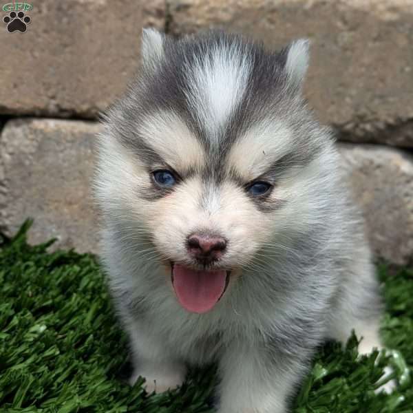 Bluey, Pomsky Puppy
