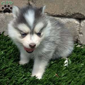 Bluey, Pomsky Puppy