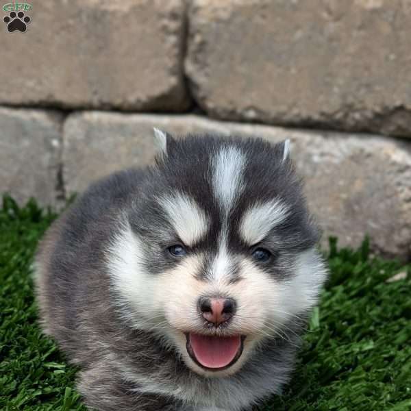 Bingo, Pomsky Puppy