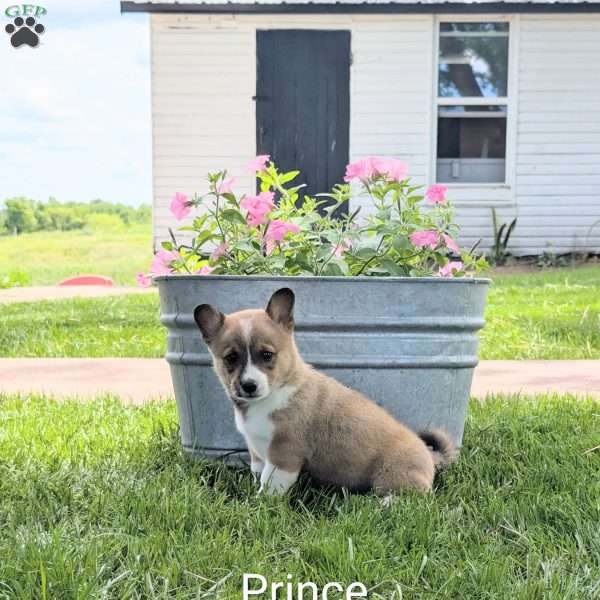 Prince, Welsh Corgi Mix Puppy