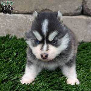Bingo, Pomsky Puppy