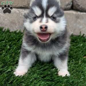 Bingo, Pomsky Puppy