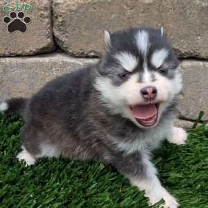 Bingo, Pomsky Puppy