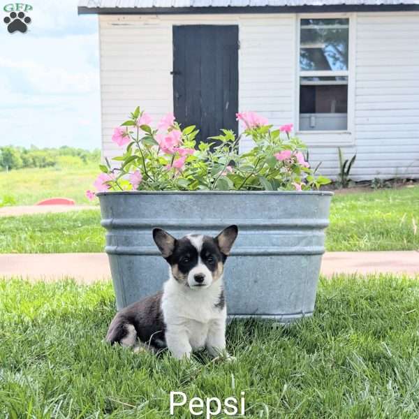 Pepsi, Welsh Corgi Mix Puppy