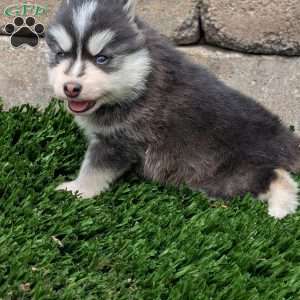 Bingo, Pomsky Puppy