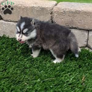 Bingo, Pomsky Puppy