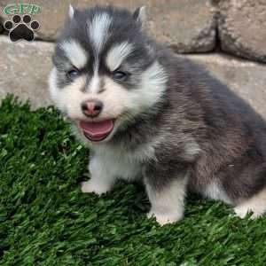 Bingo, Pomsky Puppy