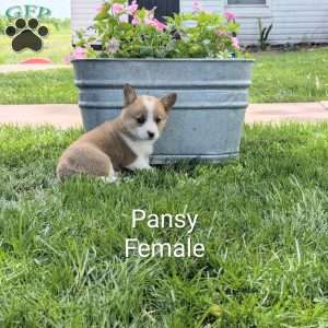 Pansy, Welsh Corgi Mix Puppy