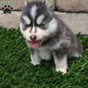 Bingo, Pomsky Puppy