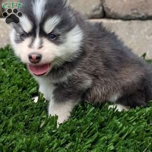 Bingo, Pomsky Puppy
