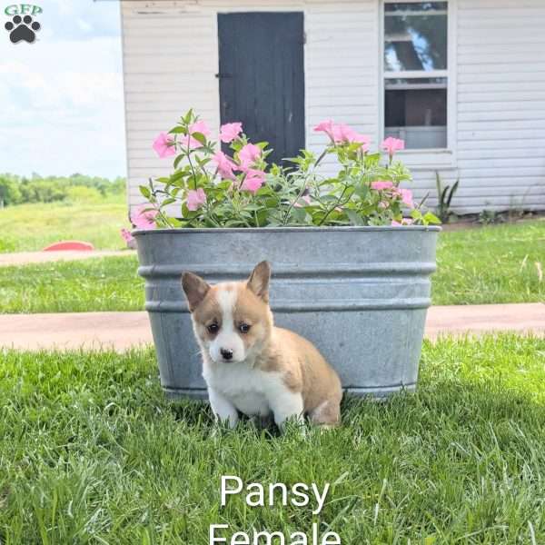 Pansy, Welsh Corgi Mix Puppy