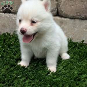 Bella, Pomsky Puppy
