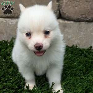 Bella, Pomsky Puppy