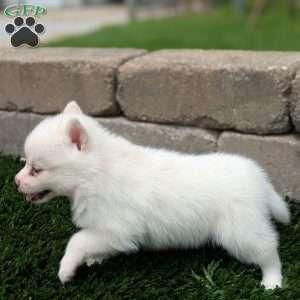 Bella, Pomsky Puppy