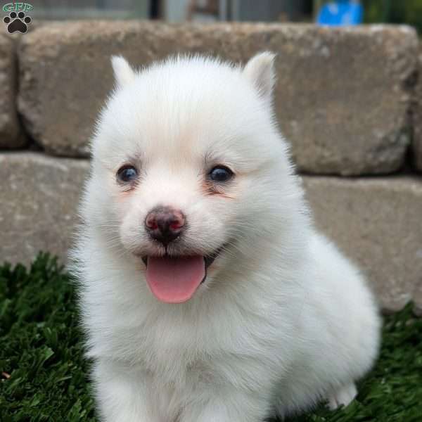 Bella, Pomsky Puppy