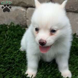 Bella, Pomsky Puppy