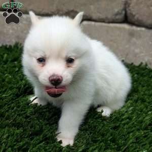 Bella, Pomsky Puppy