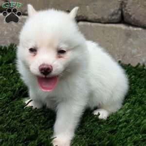 Bella, Pomsky Puppy