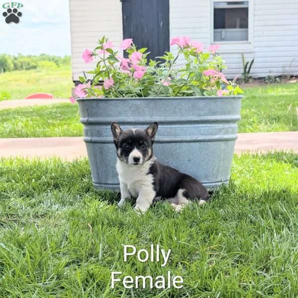Polly, Welsh Corgi Mix Puppy