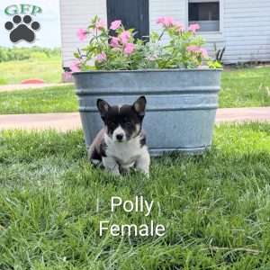 Polly, Welsh Corgi Mix Puppy