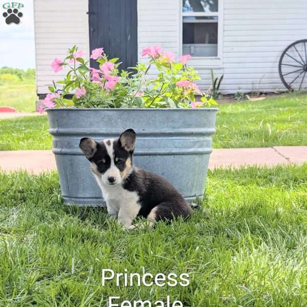 Princess, Welsh Corgi Mix Puppy