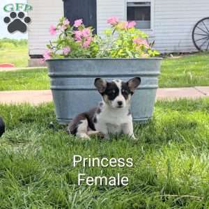 Princess, Welsh Corgi Mix Puppy