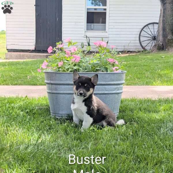 Buster, Welsh Corgi Mix Puppy