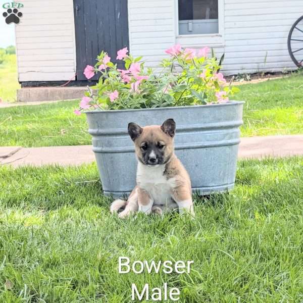 Bowser, Welsh Corgi Mix Puppy