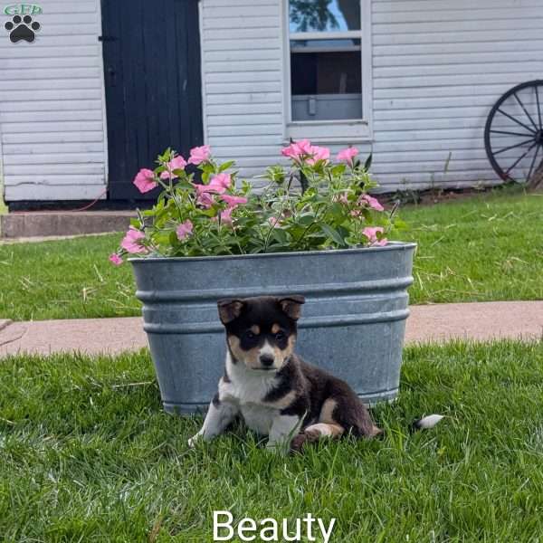 Beauty, Welsh Corgi Mix Puppy
