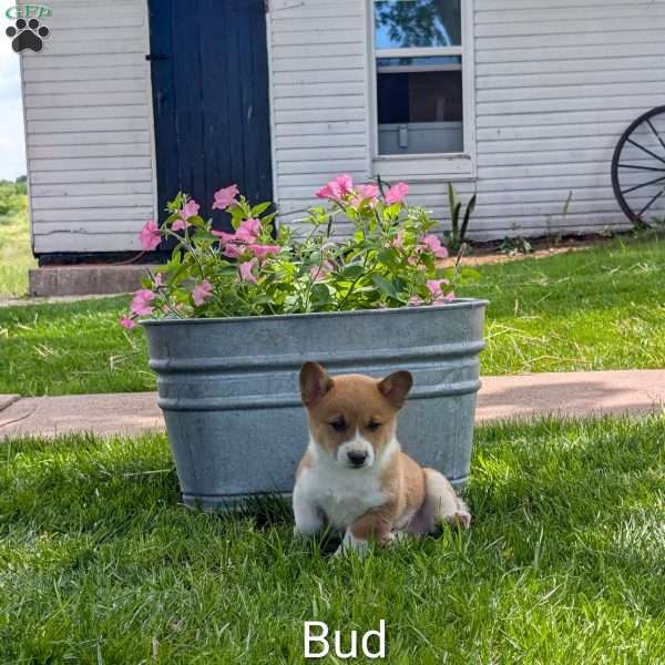 Bud, Welsh Corgi Mix Puppy