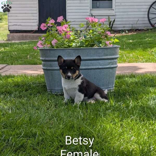 Betsy, Welsh Corgi Mix Puppy