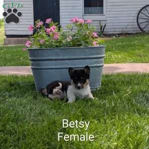 Betsy, Welsh Corgi Mix Puppy
