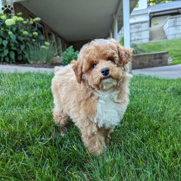 Max, Miniature Poodle Puppy
